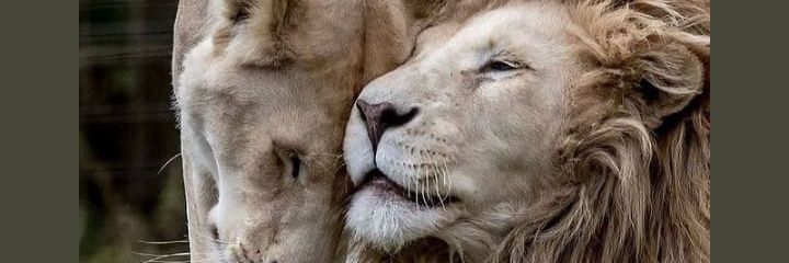 Captain_leo07's profile banner image
