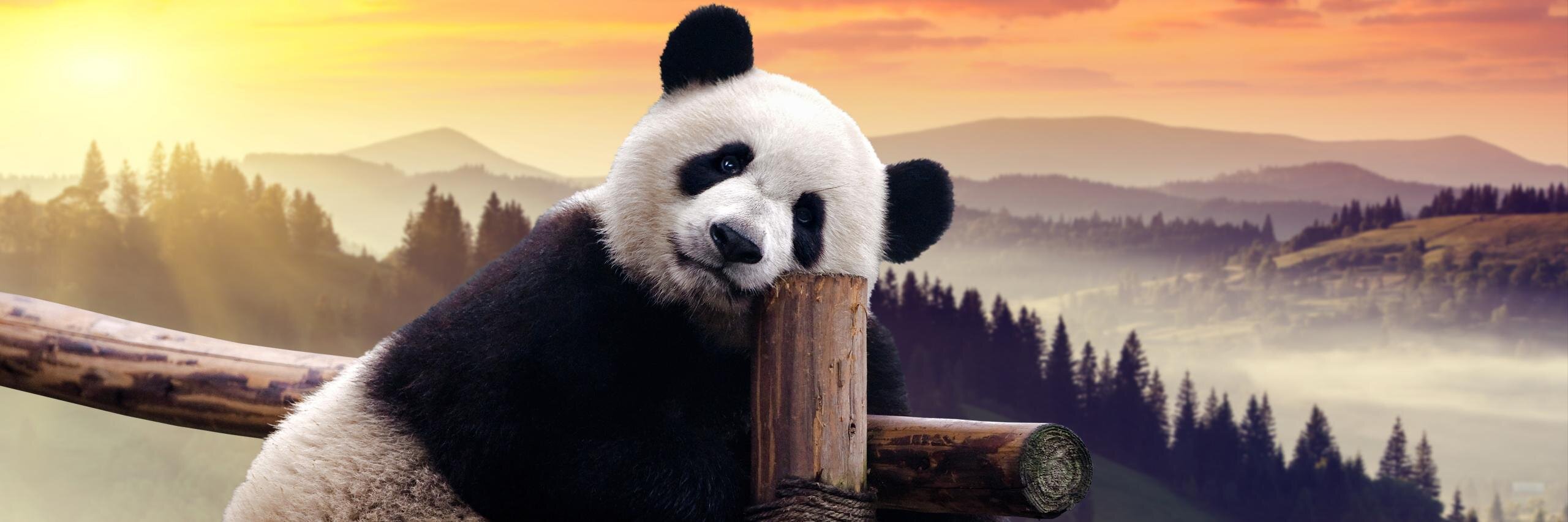 FranceRattier's profile banner image