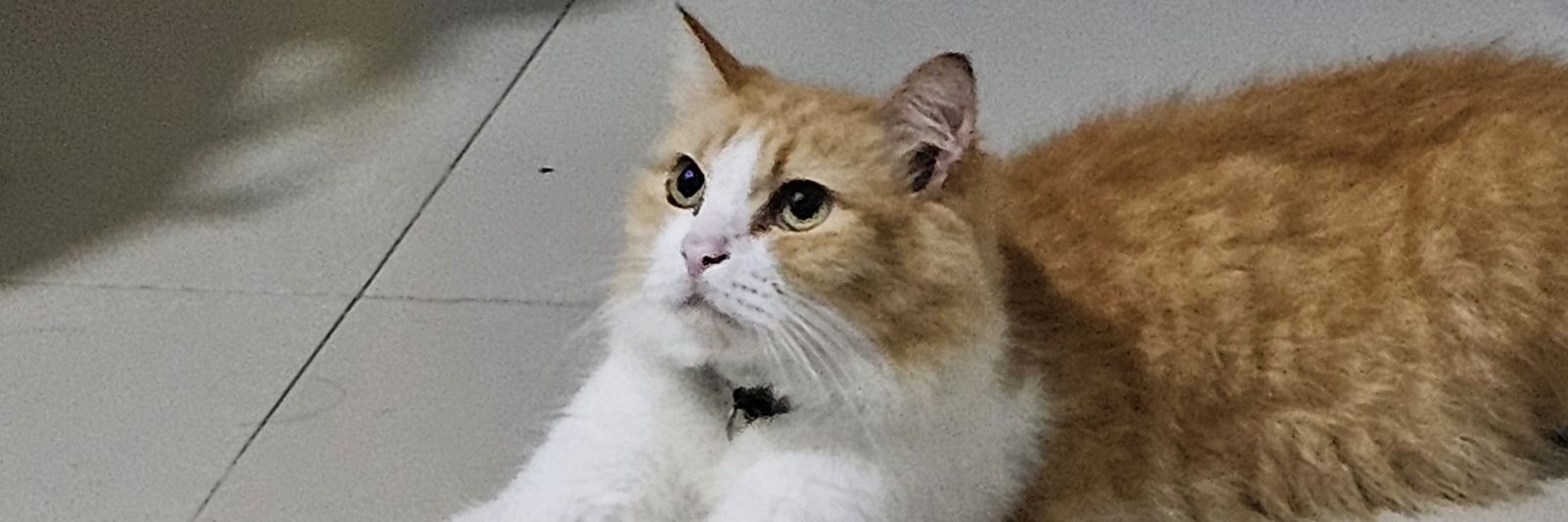 Dinar 🌻🐈 banner