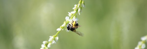 hub_observateur Profile Banner