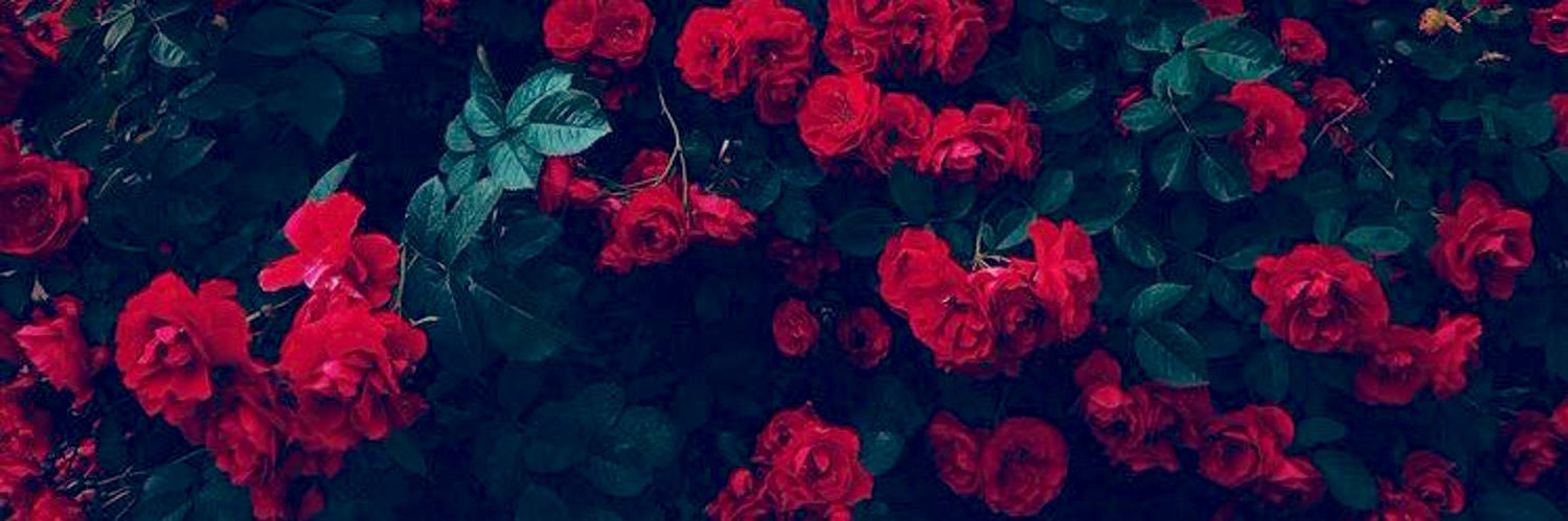 𝙼𝙸$$ 𝙴𝙻𝙴𝙽𝙰 ❤️‍🔥 banner
