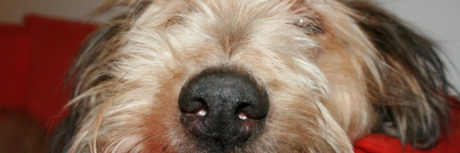 Scherbensaenger's profile banner image