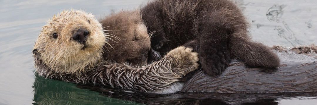 FRANCHAELA IN 5 🏰 banner