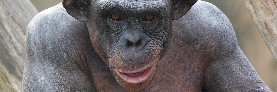 Autisticprimate's profile banner image
