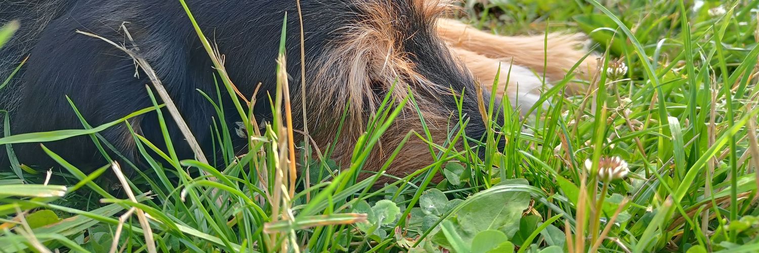Mattia Galati banner