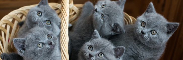 becausecat's profile banner image