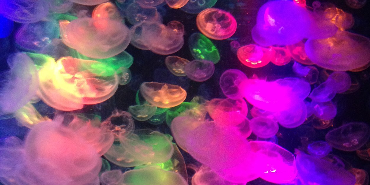 Jam_Gem_Pom's profile banner image