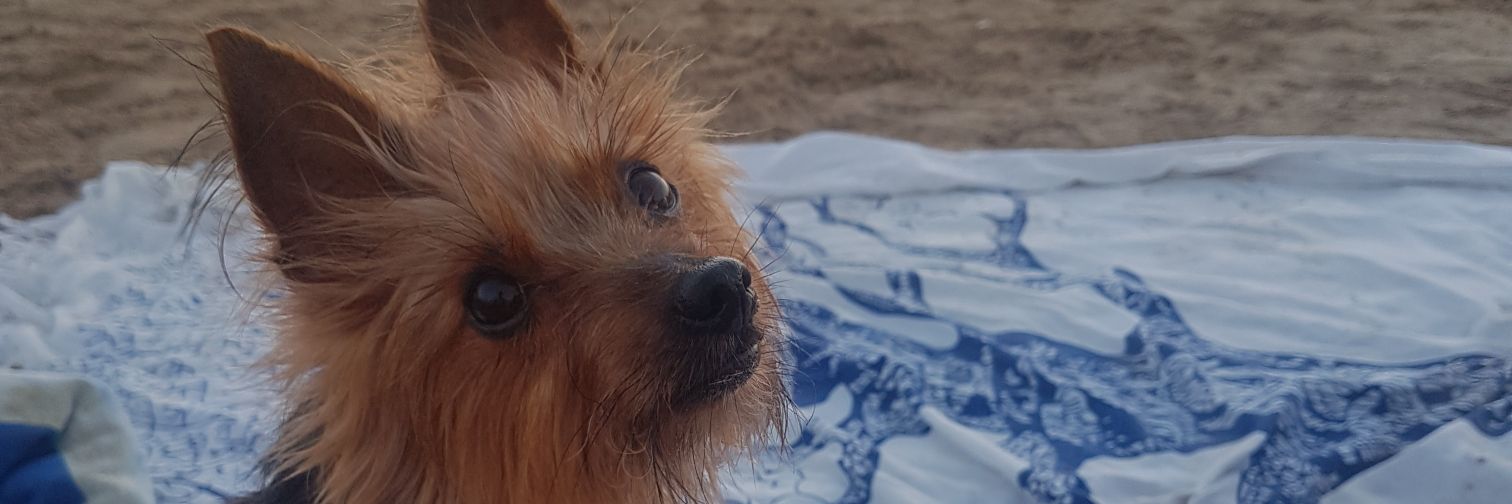 sarafernandz17's profile banner image
