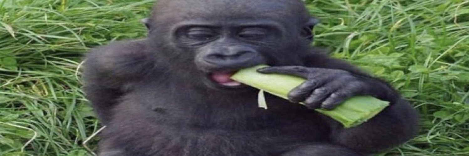 baluta_19's profile banner image