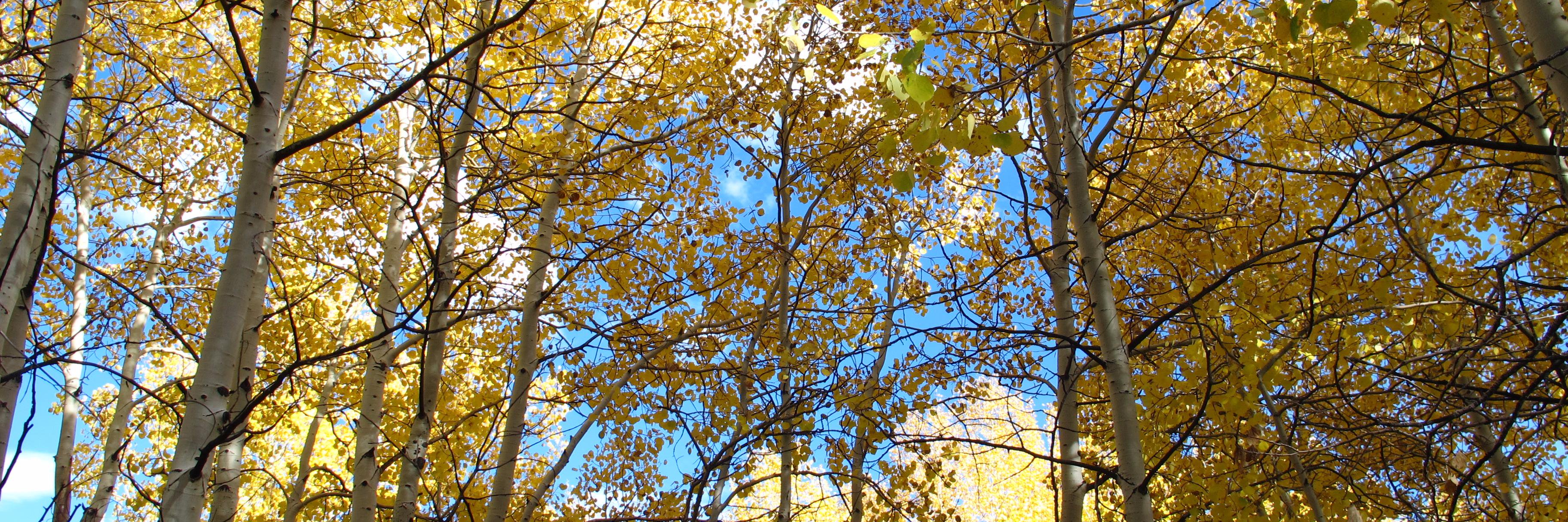 Kimedunn's profile banner image