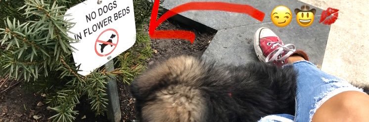 Sarah Bee🐝 banner