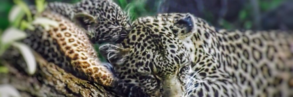 📣 GirlOfFire 🌍 🦋 DM for follows banner