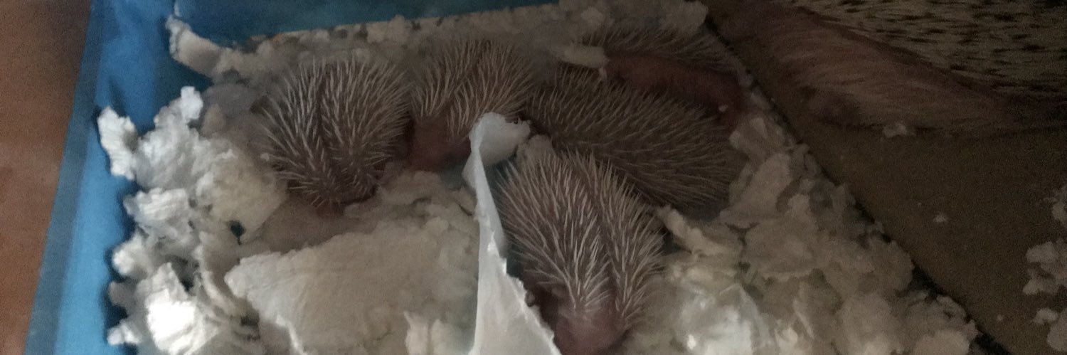 ビター&ピュアのおかん(リアン・ブロン・コパン ・ラヴィもいるよ) banner