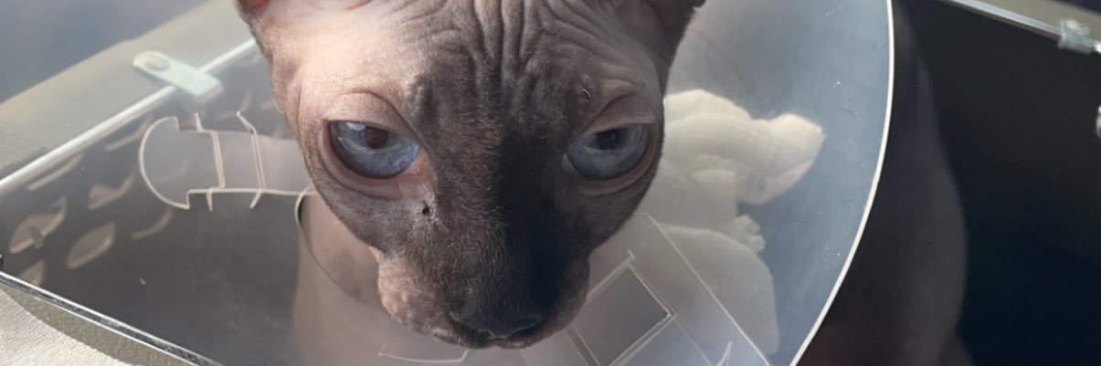 𝒥𝓊𝓁𝒾𝓊𝓈 banner