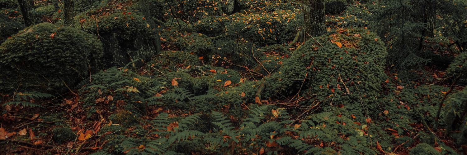 Feerch_o's profile banner image