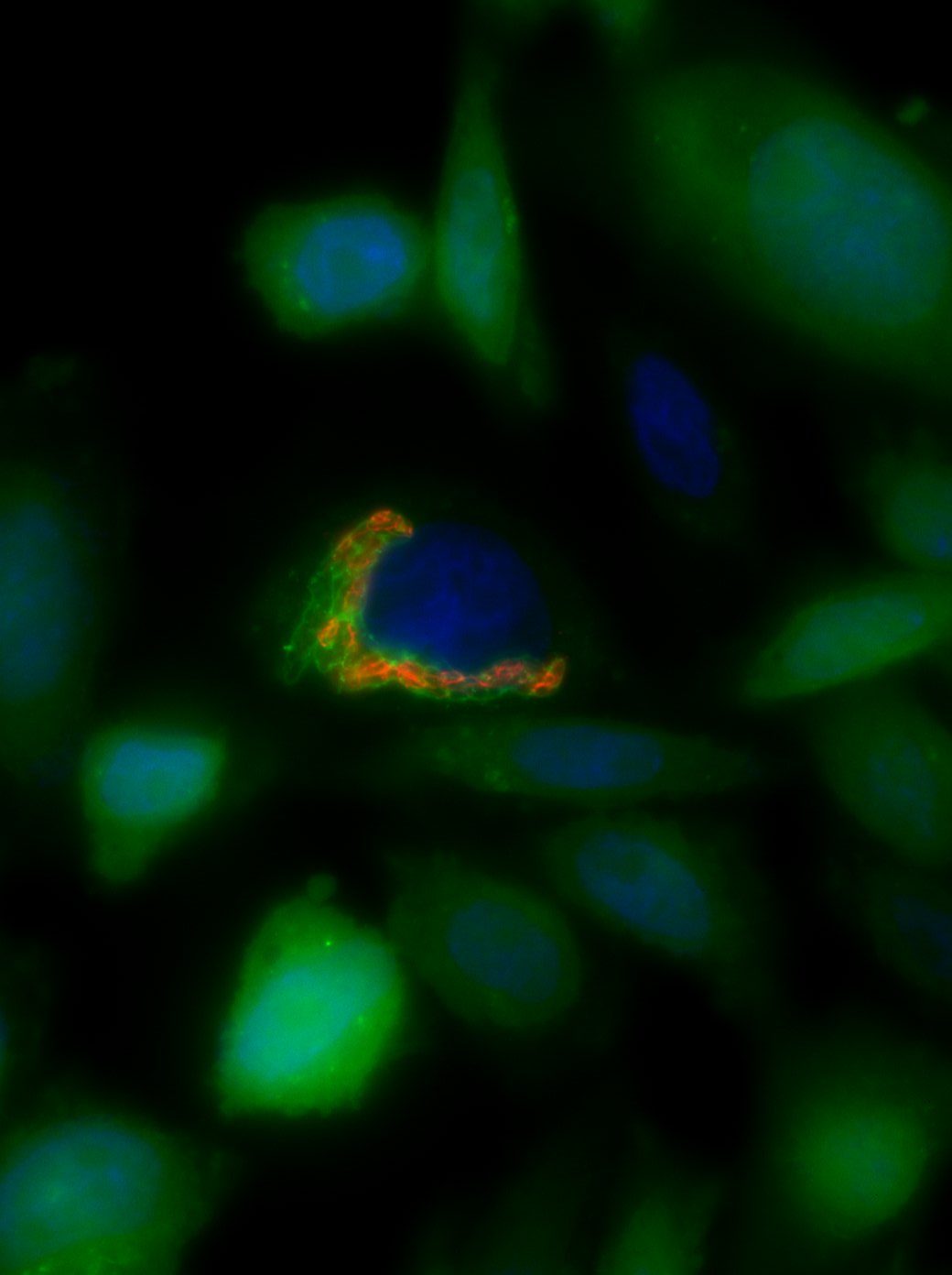 Javier Mariscotti banner