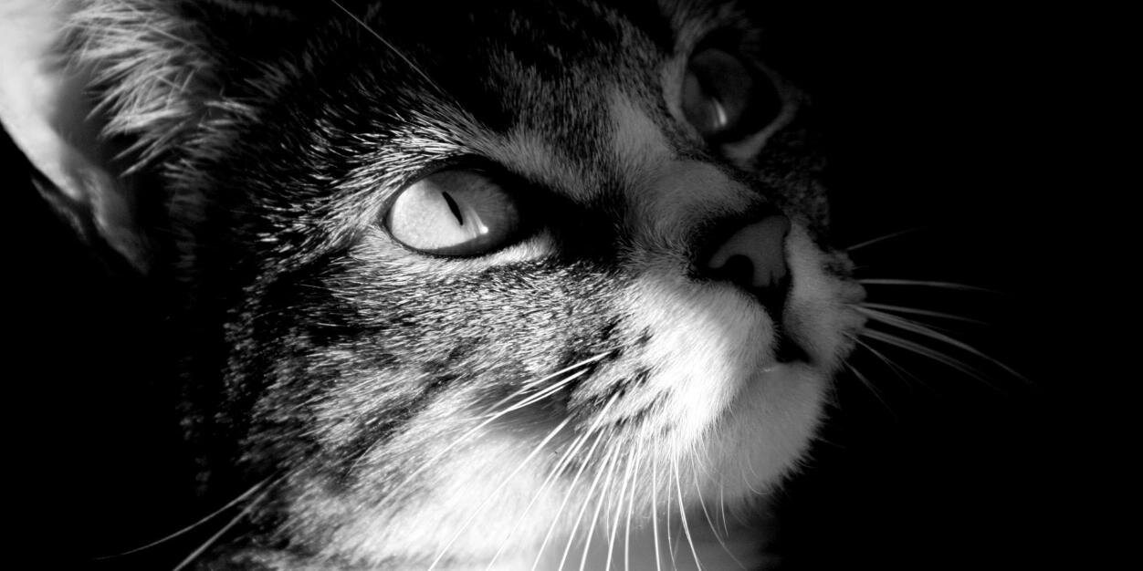 ponchaaan's profile banner image