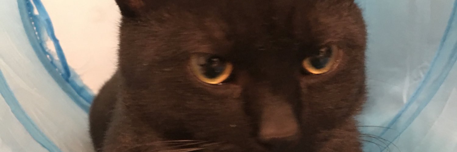 Kevin K 🐀 FUT banner