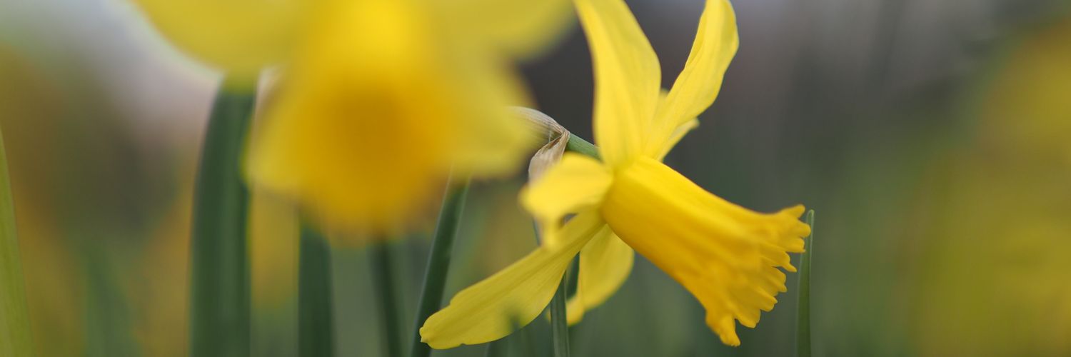 Lidia Delrieu banner
