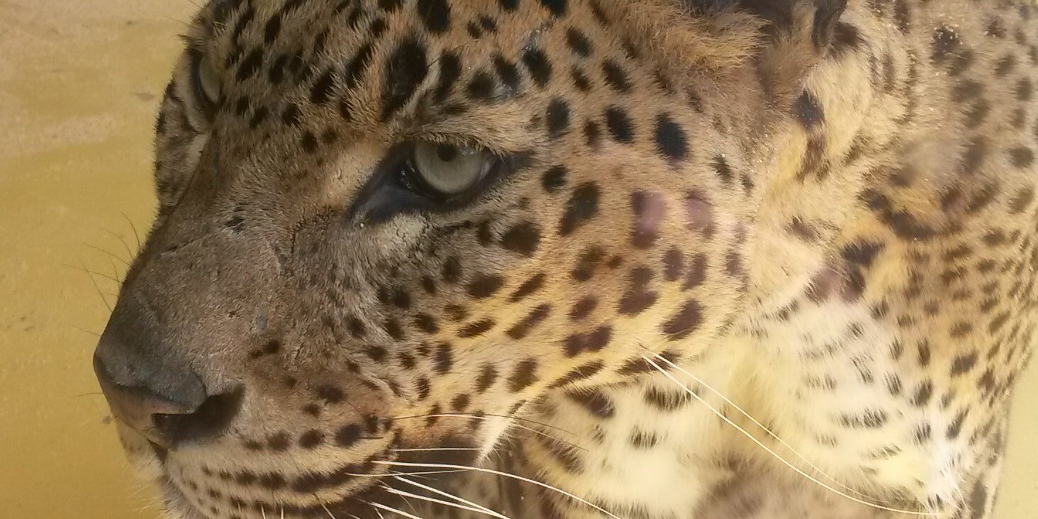 kratofen 🐐 banner