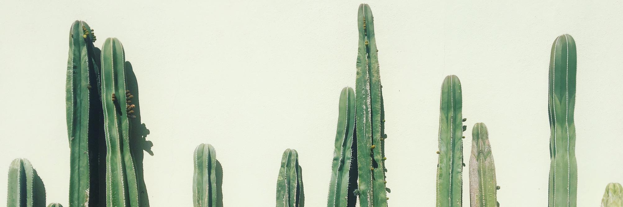 Thomas Abrams banner