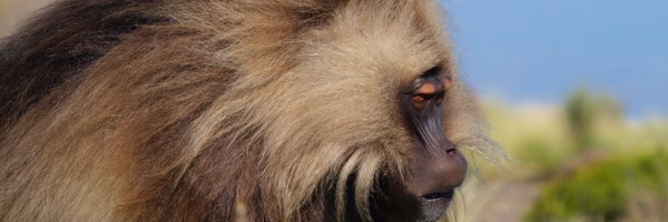 GeladaResearch Profile Banner