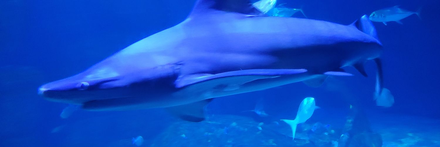 Micro plastic Milo banner