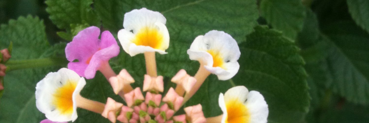 peter bennett banner