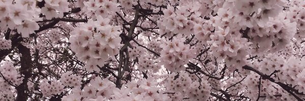 EmiSakura_gtmv Profile Banner