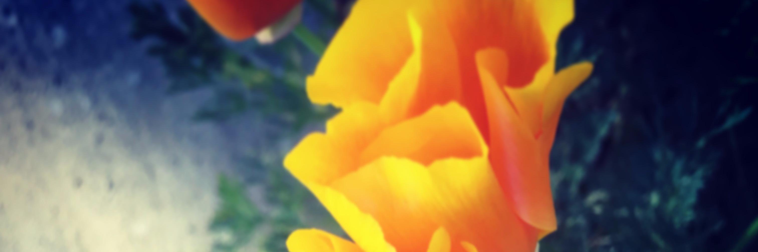 Katya Kudashkina banner