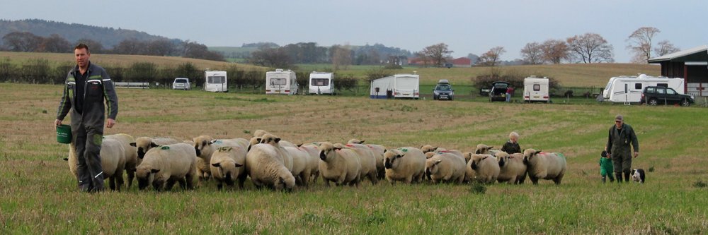 eastfortunefarm's profile banner image