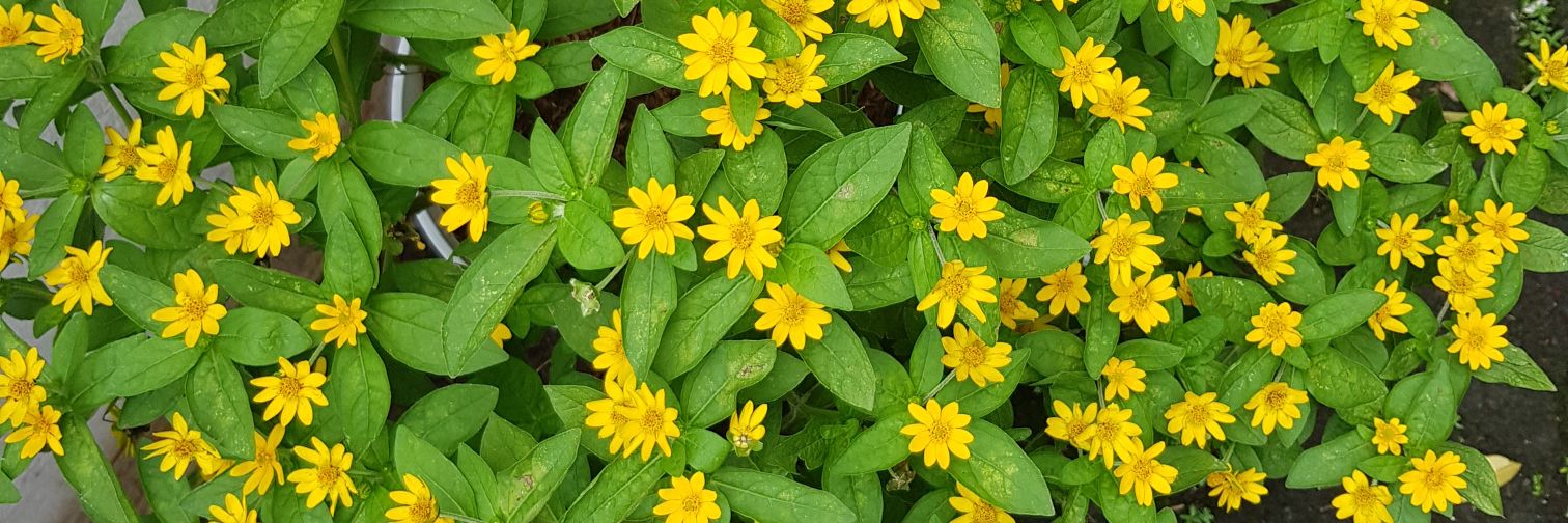ysmnmimin's profile banner image