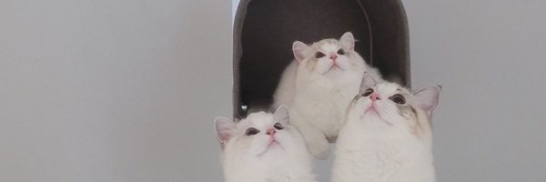 hpn_ddayy Profile Banner