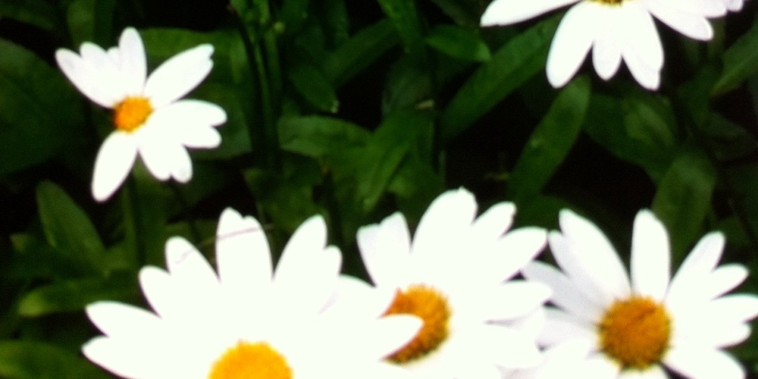 annief134's profile banner image