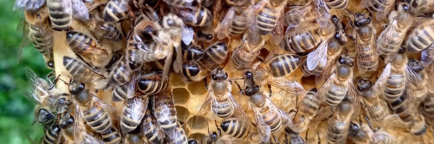 Connor James Sproston banner