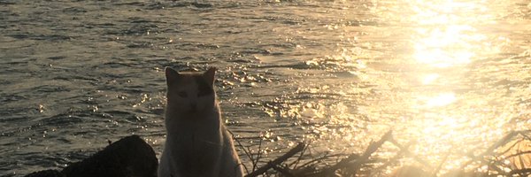 358u_u Profile Banner