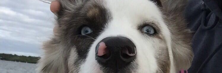 david litchfield banner