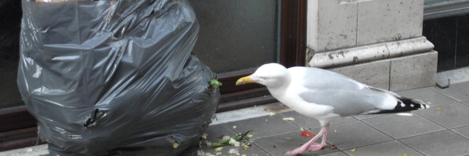 Brighton Bin Police 👮‍♀️♻️👮🗑 banner