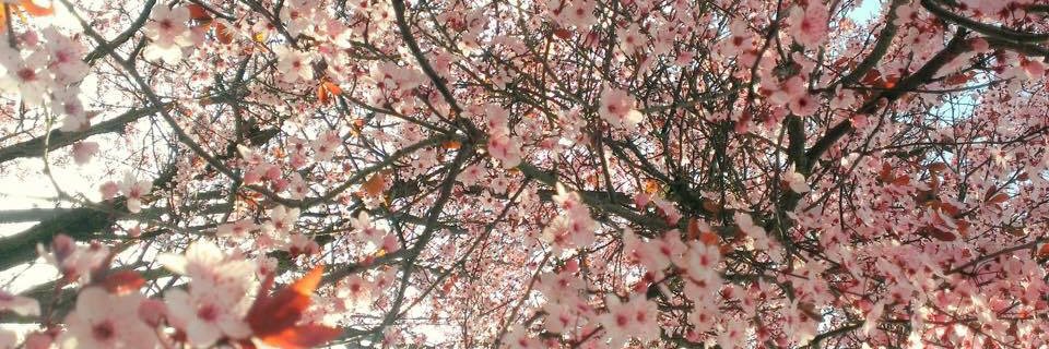 Poly_DCC's profile banner image