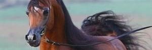 ehsasfofo742009's profile banner image