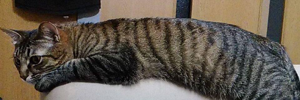 ヨーヘイ@Hプロダクション banner