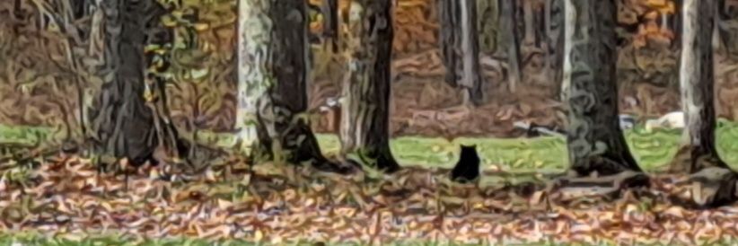 PA Patriot 🇺🇲🐈‍ banner