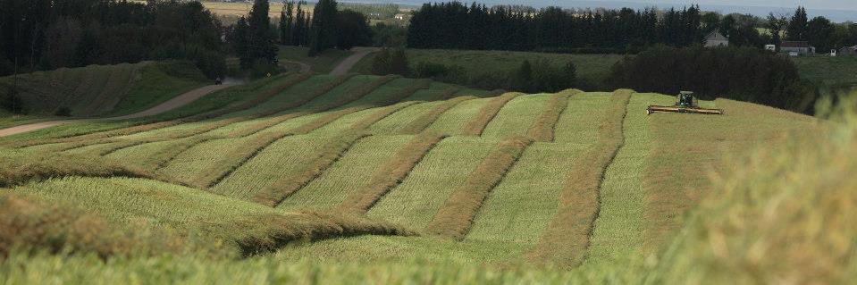 Martina Tibble banner
