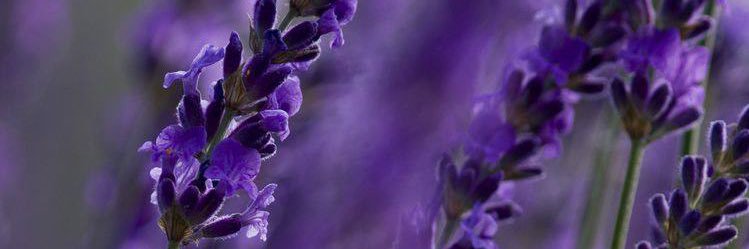 irenem_cg's profile banner image