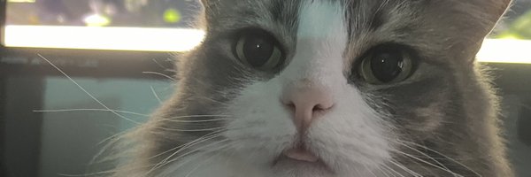 Kaykrisify Profile Banner