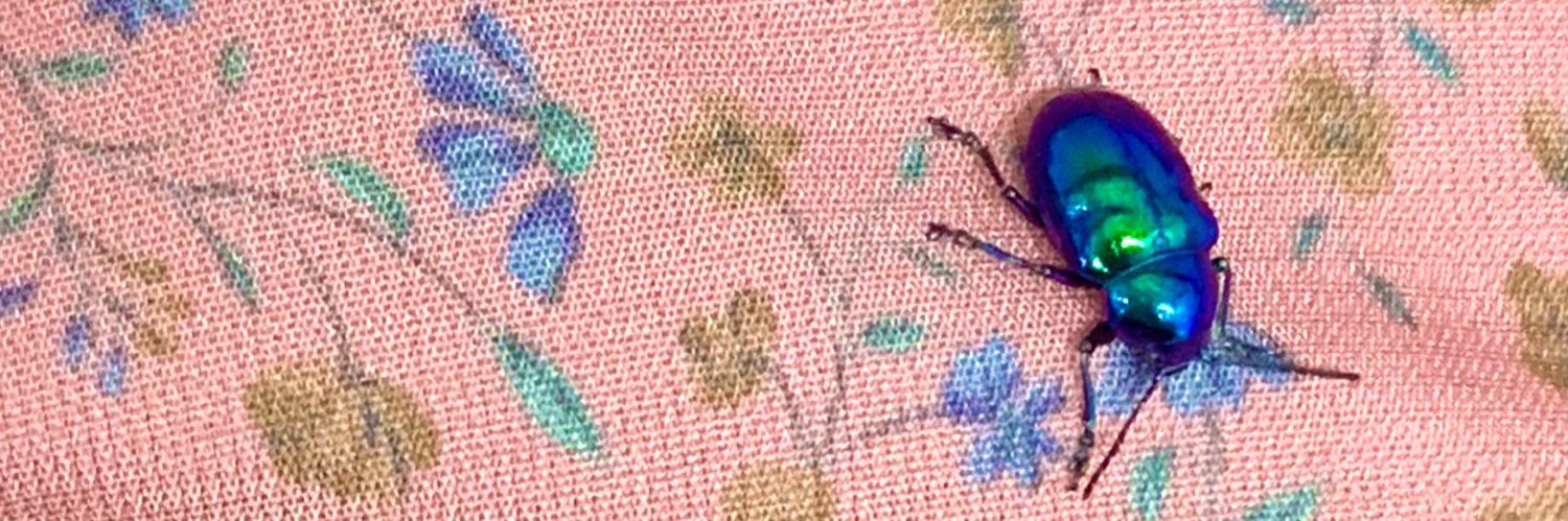 おさばる@𝓗𝓪𝓶𝓾𝓼𝓱𝓲 banner