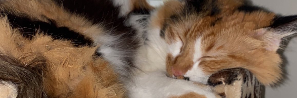lilaborror96's profile banner image