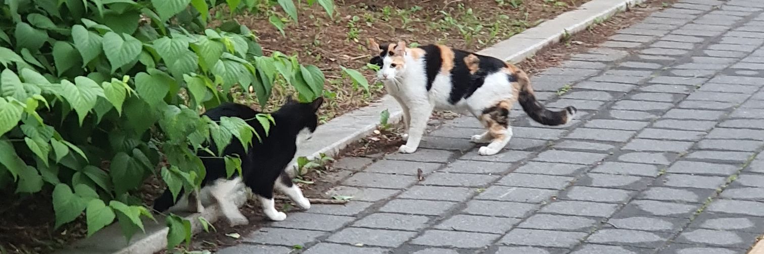 yourlilyso's profile banner image