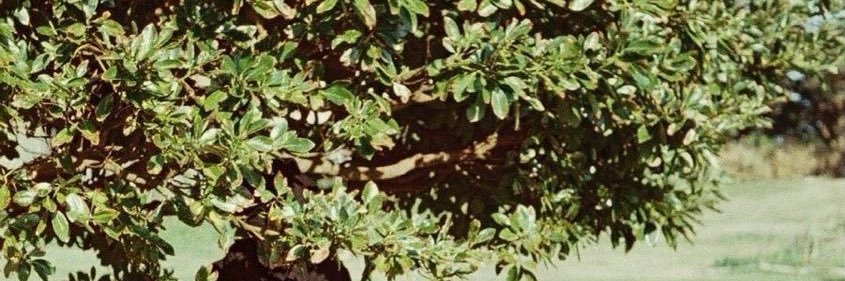 هنادي التميمي: banner