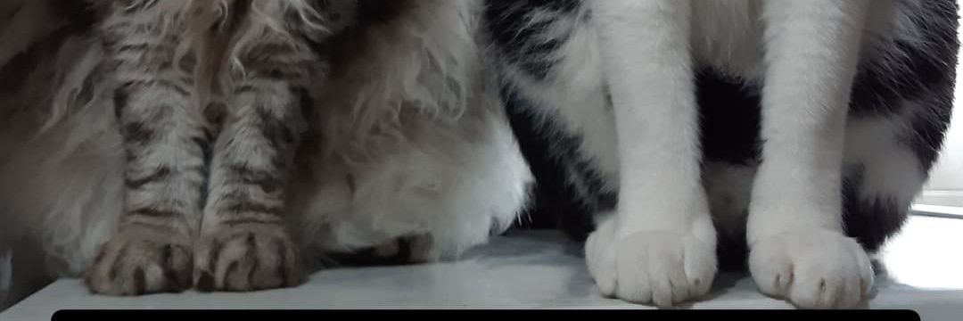 Aaaagoosh's profile banner image